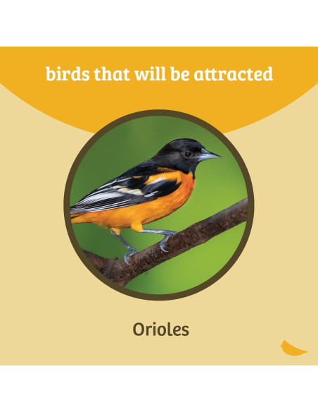 Comedero para Orioles Birds Choice Oriolefest 12 oz Naranja