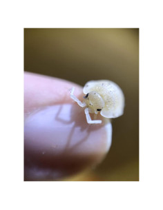 Isópodos Yeti Roly Polys Pocket Pets - 10 Porcellio Lavis