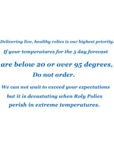 Isópodos Yeti Roly Polys Pocket Pets - 10 Porcellio Lavis 2