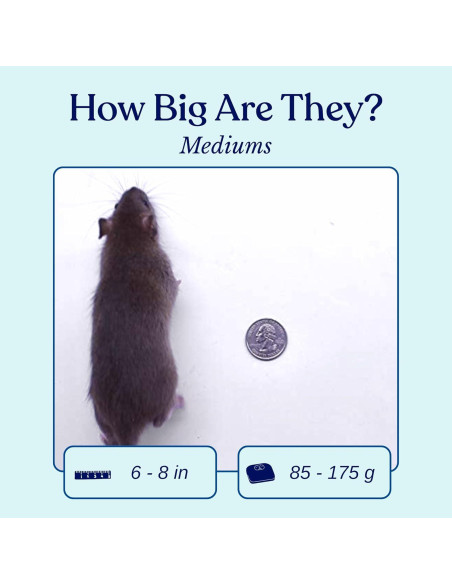 10 Ratas Congeladas Medianas MiceDirect para Serpientes 15-20 cm