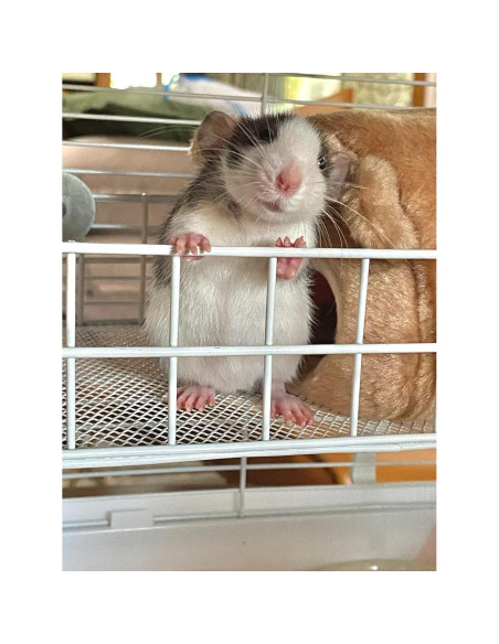 Plataforma para jaula de mascotas WOLEDOE 24.9x16cm Metal Blanco