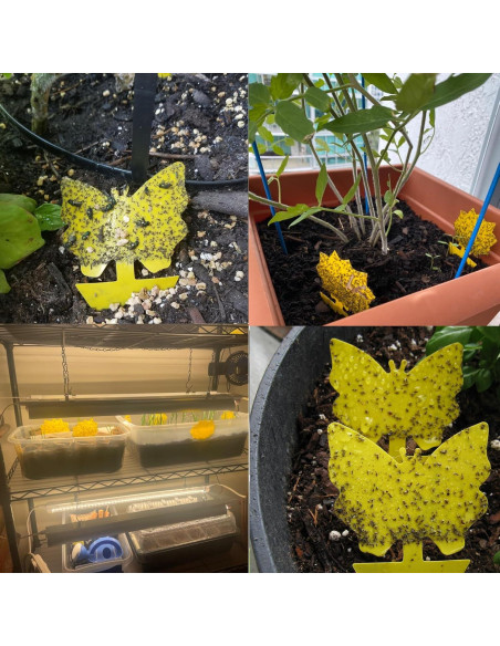 Trampas Adhesivas Amarillas WonderField para Moscas y Mosquitos - Paquete de 48