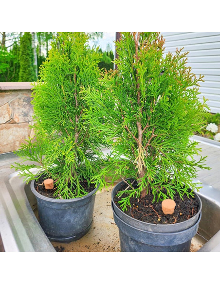 2 Globos de Riego Automático Lovely Ran 1.8L Cerámica Roja