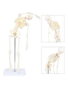 Esqueleto Humano Mini Flexible Axis Scientific 86cm con Soporte
