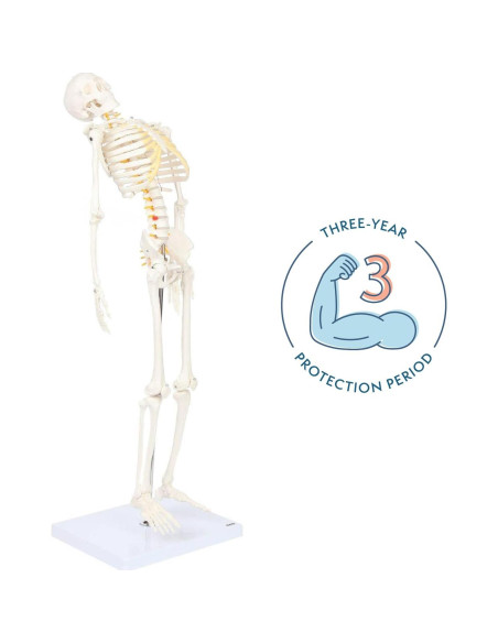 Esqueleto Humano Mini Flexible Axis Scientific 86cm con Soporte
