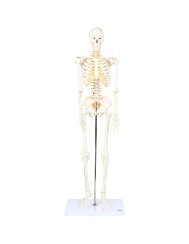Esqueleto Humano Mini Flexible Axis Scientific 86cm con Soporte