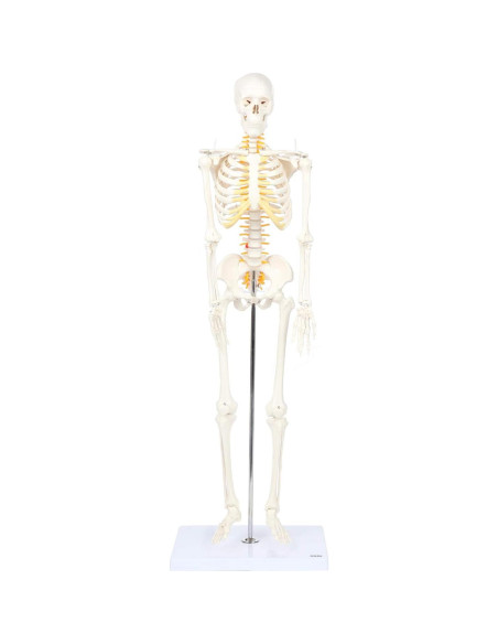 Esqueleto Humano Mini Flexible Axis Scientific 86cm con Soporte