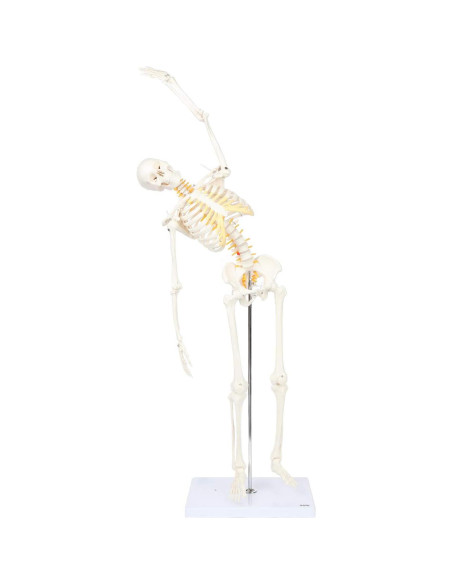 Esqueleto Humano Mini Flexible Axis Scientific 86cm con Soporte