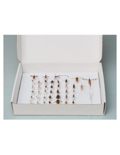 Caja de Clavado de Insectos Making It Work 33x23x6.4 cm