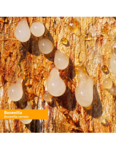 Extracto Líquido de Boswellia Orgánica Herb Pharm 30 ml 2