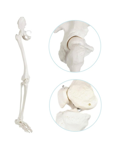 Esqueleto Humano de Pierna Axis Scientific 91.44 cm Articulado