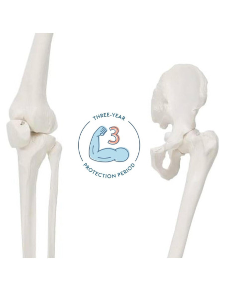 Esqueleto Humano de Pierna Axis Scientific 91.44 cm Articulado