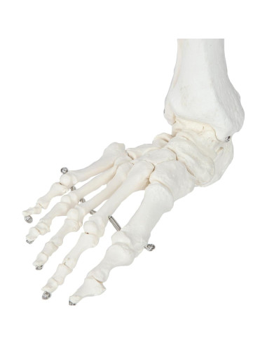 Esqueleto Humano de Pierna Axis Scientific 91.44 cm Articulado