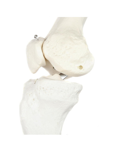 Esqueleto Humano de Pierna Axis Scientific 91.44 cm Articulado