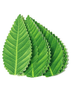 Hojas Decorativas para Sushi Kichvoe - 200 Piezas Verde