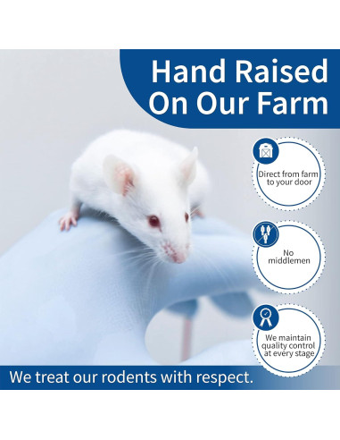 10 Ratas Destetadas Congeladas MiceDirect para Reptiles 8.9-11.4 cm