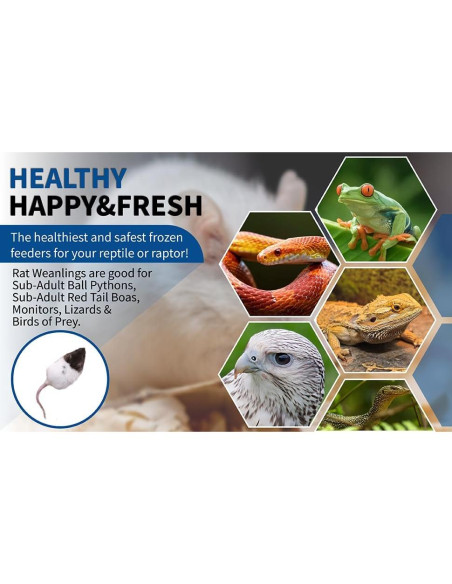 10 Ratas Destetadas Congeladas MiceDirect para Reptiles 8.9-11.4 cm