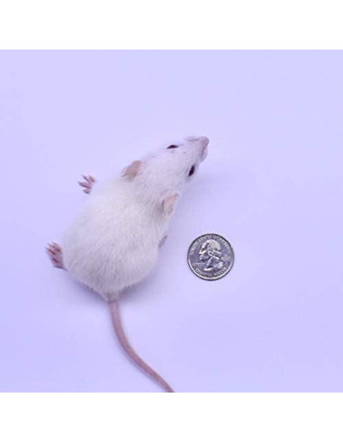 10 Ratas Destetadas Congeladas MiceDirect para Reptiles 8.9-11.4 cm