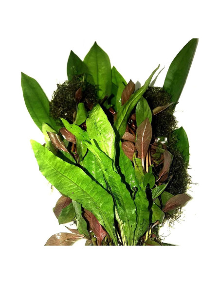 Paquete de Plantas Acuáticas Greenpro - 4 Especies de Agua Dulce