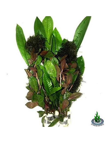 Paquete de Plantas Acuáticas Greenpro - 4 Especies de Agua Dulce