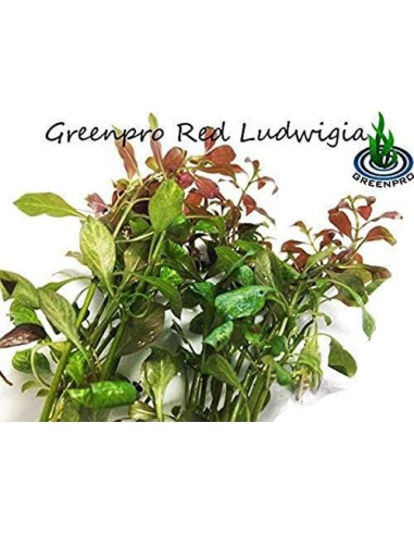 Paquete de Plantas Acuáticas Greenpro - 4 Especies de Agua Dulce