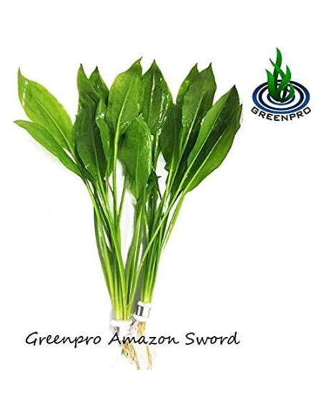 Paquete de Plantas Acuáticas Greenpro - 4 Especies de Agua Dulce