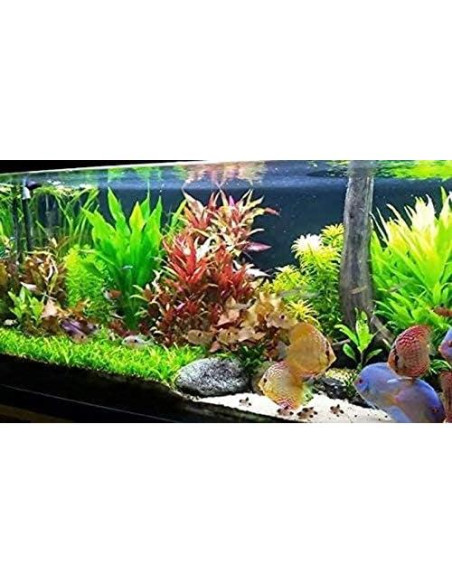 Paquete de Plantas Acuáticas Greenpro - 4 Especies de Agua Dulce