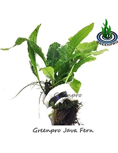 Paquete de Plantas Acuáticas Greenpro - 4 Especies de Agua Dulce