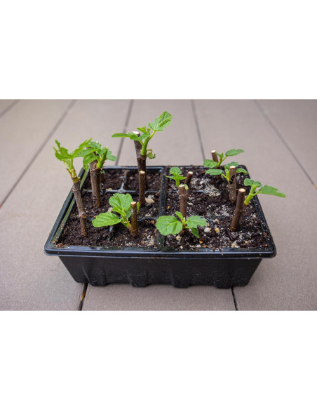 Bandeja de Inicio de Semillas Gardzen 3 Paquete con Tapa Ventilada