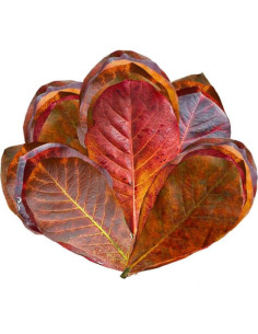 Hojas Secas para Cangrejos Ermitaños SunGrow 50 Pcs 5 cm 2