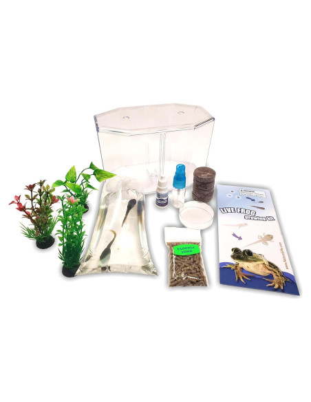 Kit de Renacuajos a Rana Nature Gift Store - Incluye 2 Renacuajos Vivos