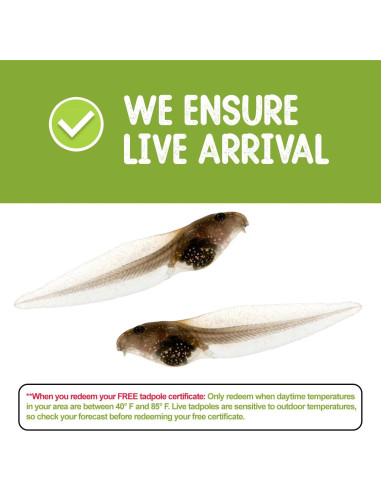 Kit de Renacuajos a Rana Nature Gift Store - Incluye 2 Renacuajos Vivos