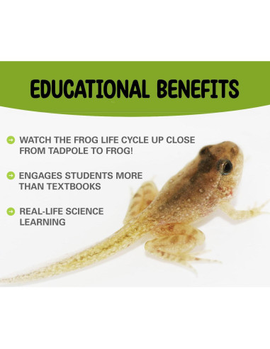 Kit de Renacuajos a Rana Nature Gift Store - Incluye 2 Renacuajos Vivos