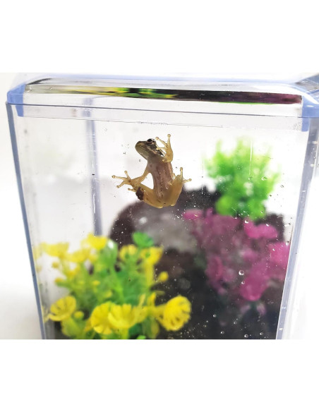 Kit de Renacuajos a Rana Nature Gift Store - Incluye 2 Renacuajos Vivos