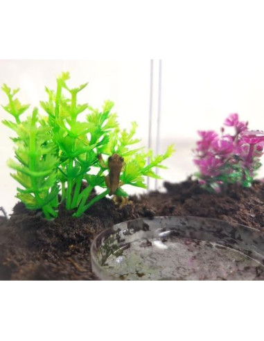 Kit de Renacuajos a Rana Nature Gift Store - Incluye 2 Renacuajos Vivos