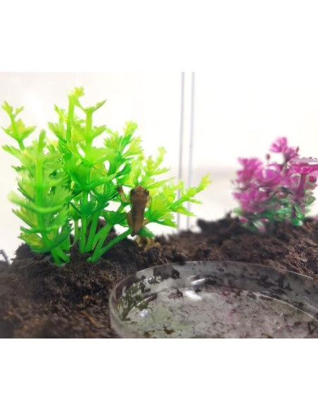 Kit de Renacuajos a Rana Nature Gift Store - Incluye 2 Renacuajos Vivos