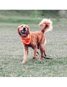 Pelota Squeaker Chuckit! Ultra para Perros Grande 7.62 cm 2