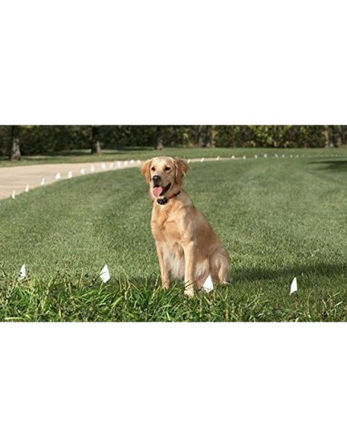 Correa de Nylon Sólido 1.9 cm Sparky Pet Co para Mascotas