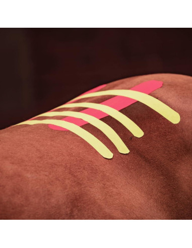 Cinta de Kinesiología Veterinaria Tmax 6 cm x 5 m Beige