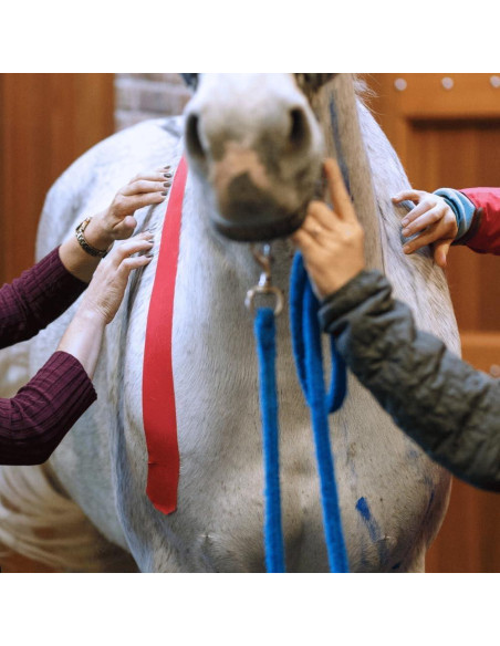 Cinta de Kinesiología Veterinaria Tmax 6 cm x 5 m Beige