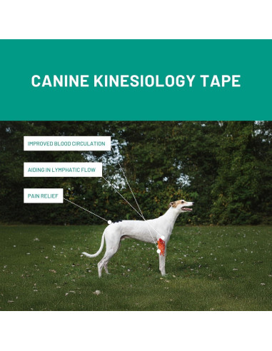 Cinta de Kinesiología Veterinaria Tmax 6 cm x 5 m Beige