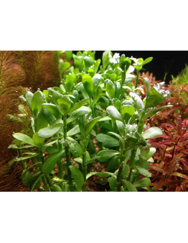 Planta Acuática Moneywort en Maceta - AquaLeaf Aquatics