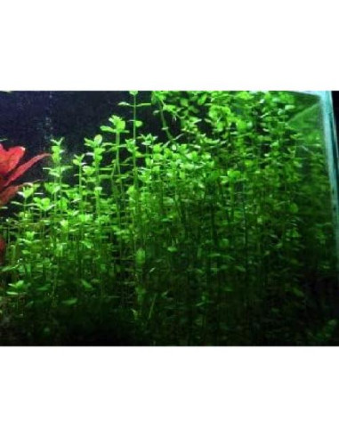 Planta Acuática Moneywort en Maceta - AquaLeaf Aquatics