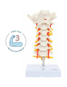Modelo de Columna Cervical Axis Scientific con Nervios y Arterias 2