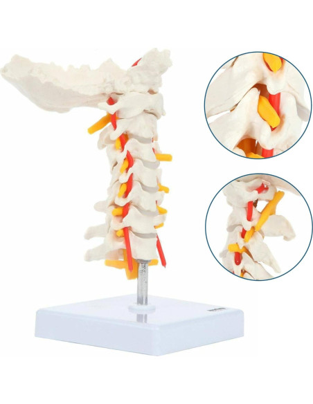 Modelo de Columna Cervical Axis Scientific con Nervios y Arterias