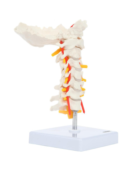 Modelo de Columna Cervical Axis Scientific con Nervios y Arterias