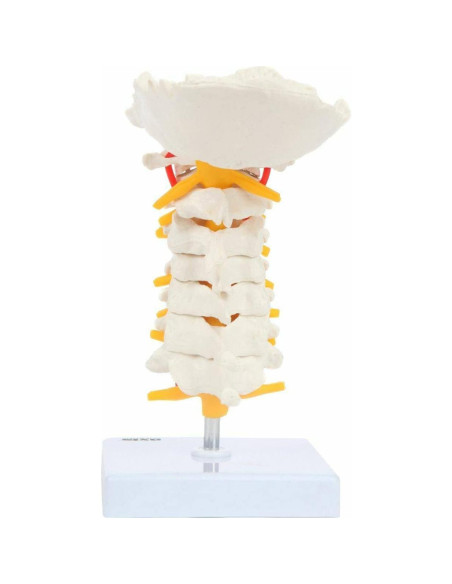 Modelo de Columna Cervical Axis Scientific con Nervios y Arterias