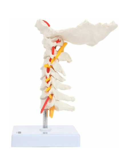 Modelo de Columna Cervical Axis Scientific con Nervios y Arterias