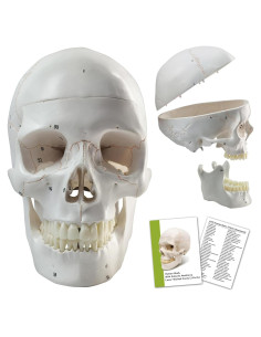 Modelo Anatómico de Cráneo Humano Merinden 3 Partes 20.7cm