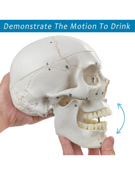 Modelo Anatómico de Cráneo Humano Merinden 3 Partes 20.7cm